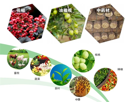 集團全力助推甘肅隴南武都區委托招商引資，將地域資源優勢轉化為經濟發展新動能
